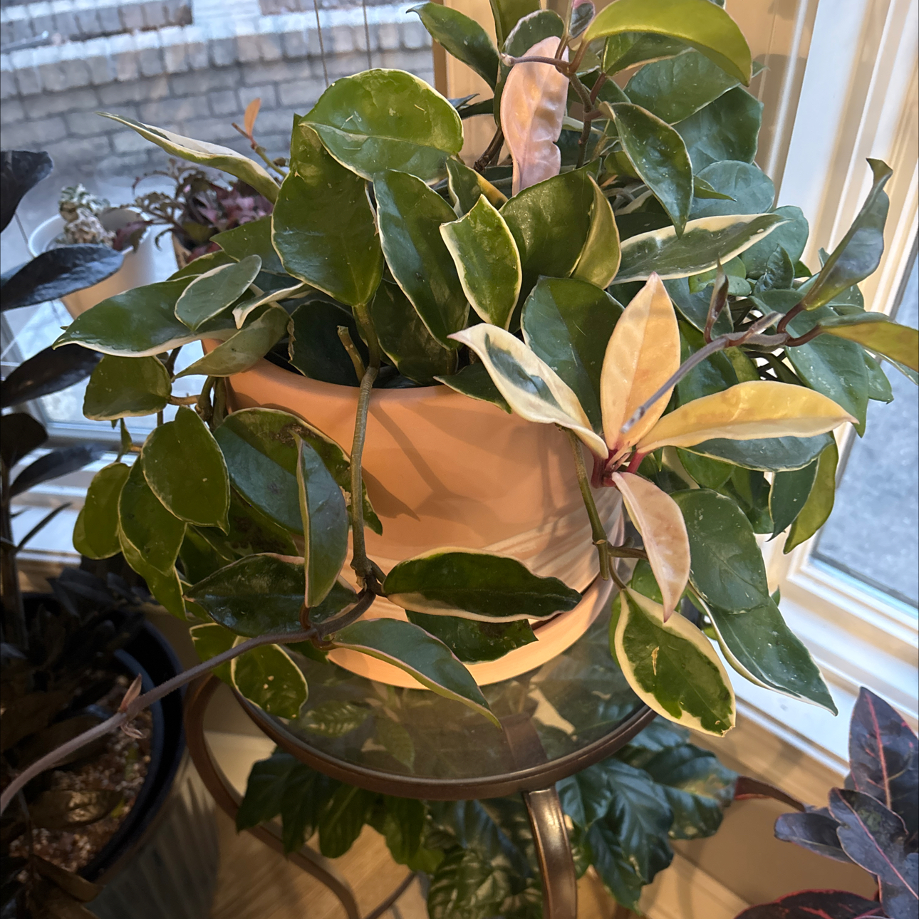 Photo of the plant species Wax Plant by @MonsterraZimm named Marilyn on Greg, the plant care app