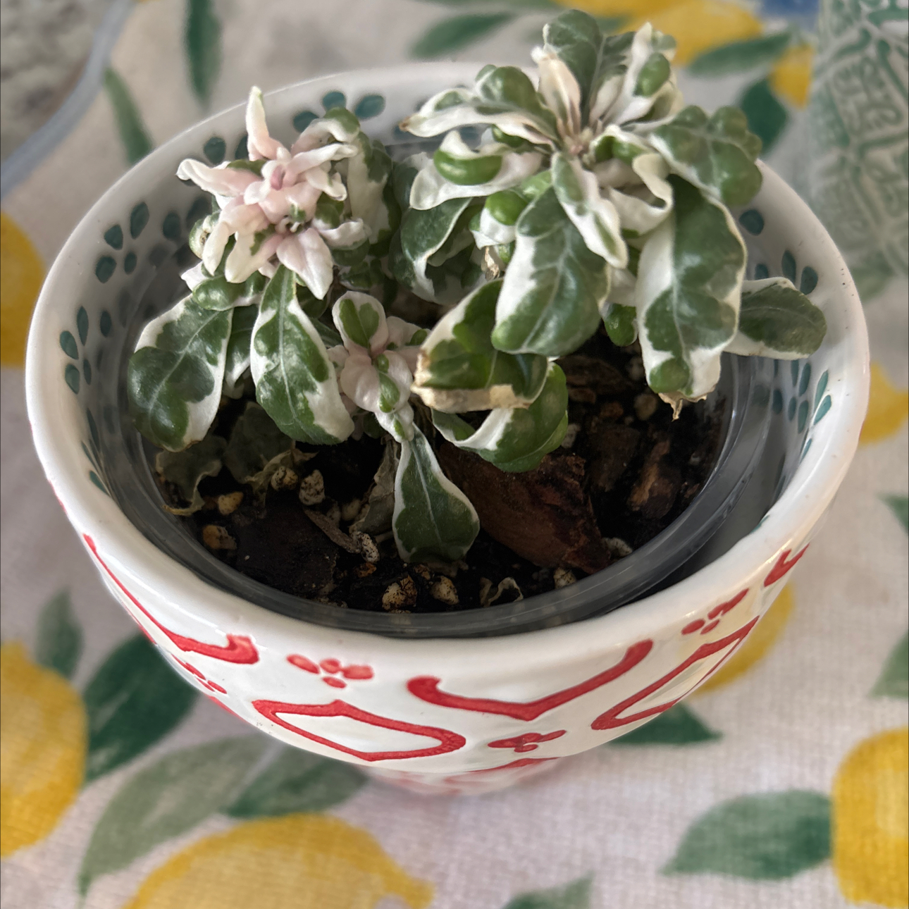 Plant care for Florida Snake-Cotton on Greg, the plant care app