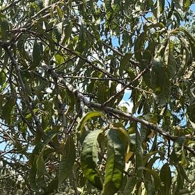 Photo of the plant species Peach Tree by @MonsterraZimm named Tree Diddy on Greg, the plant care app