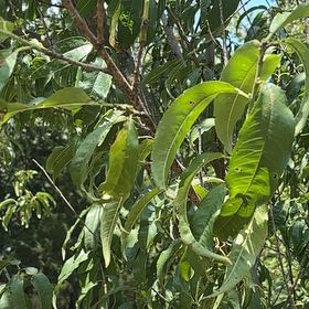 Photo of the plant species Peach Tree by @MonsterraZimm named Planty on Greg, the plant care app
