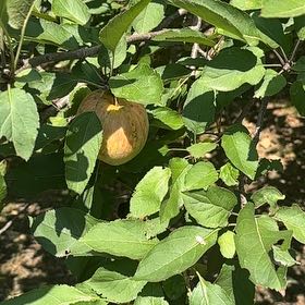 Photo of the plant species Apple by @MonsterraZimm named Duke on Greg, the plant care app