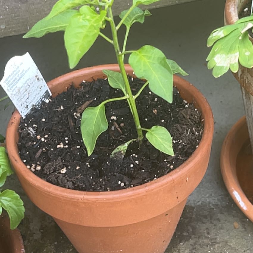 Morgan Treeman | A plant by @RighteousPlanty on Greg