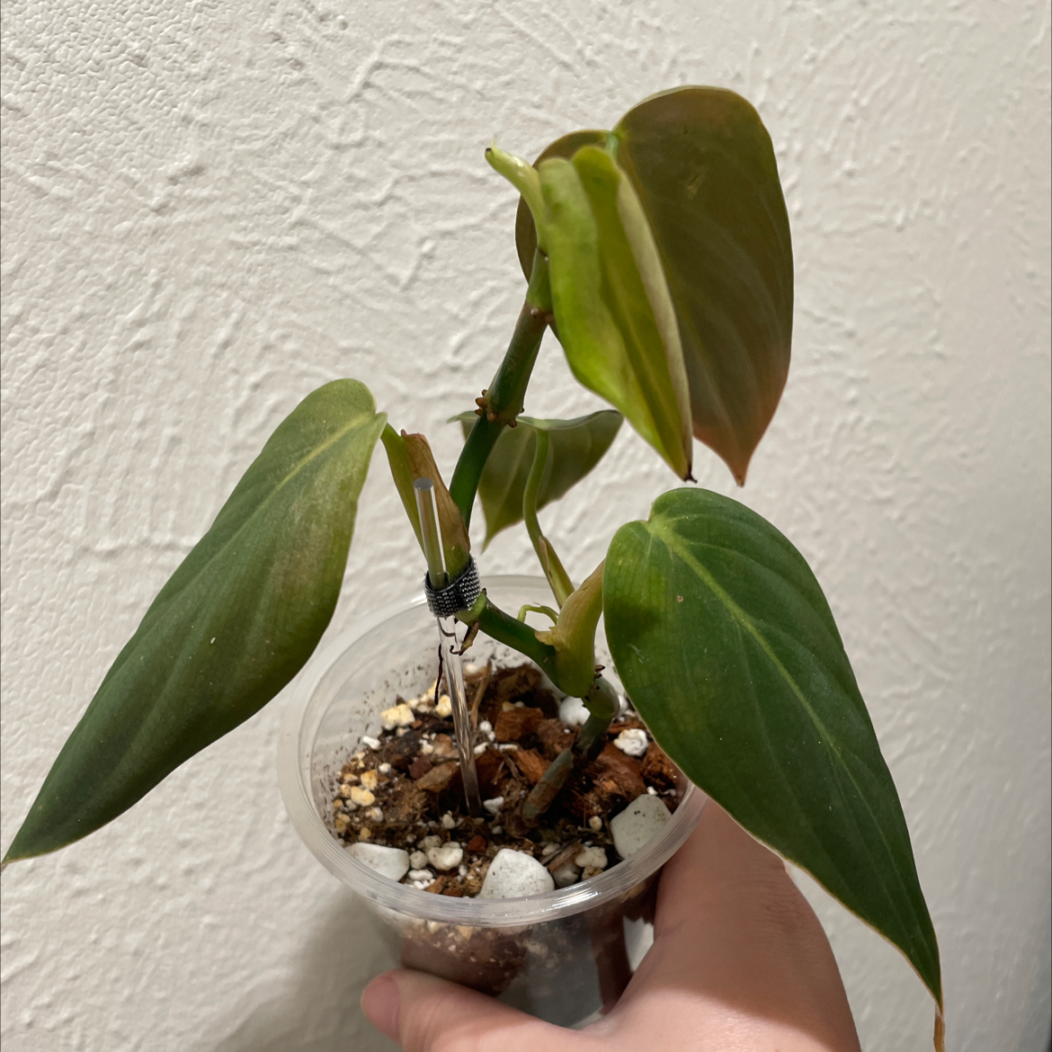 Photo of the plant species Philodendron Gigas by @TooManyPlantys named Philodendron Gigas on Greg, the plant care app