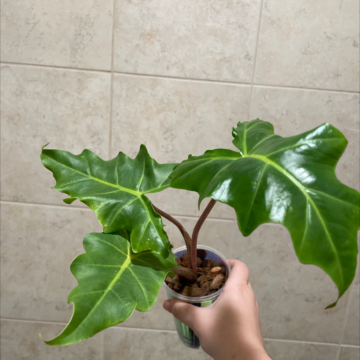 Photo of the plant species Alocasia Golden Lutea by @TooManyPlantys named Alocasia Golden Dragon on Greg, the plant care app