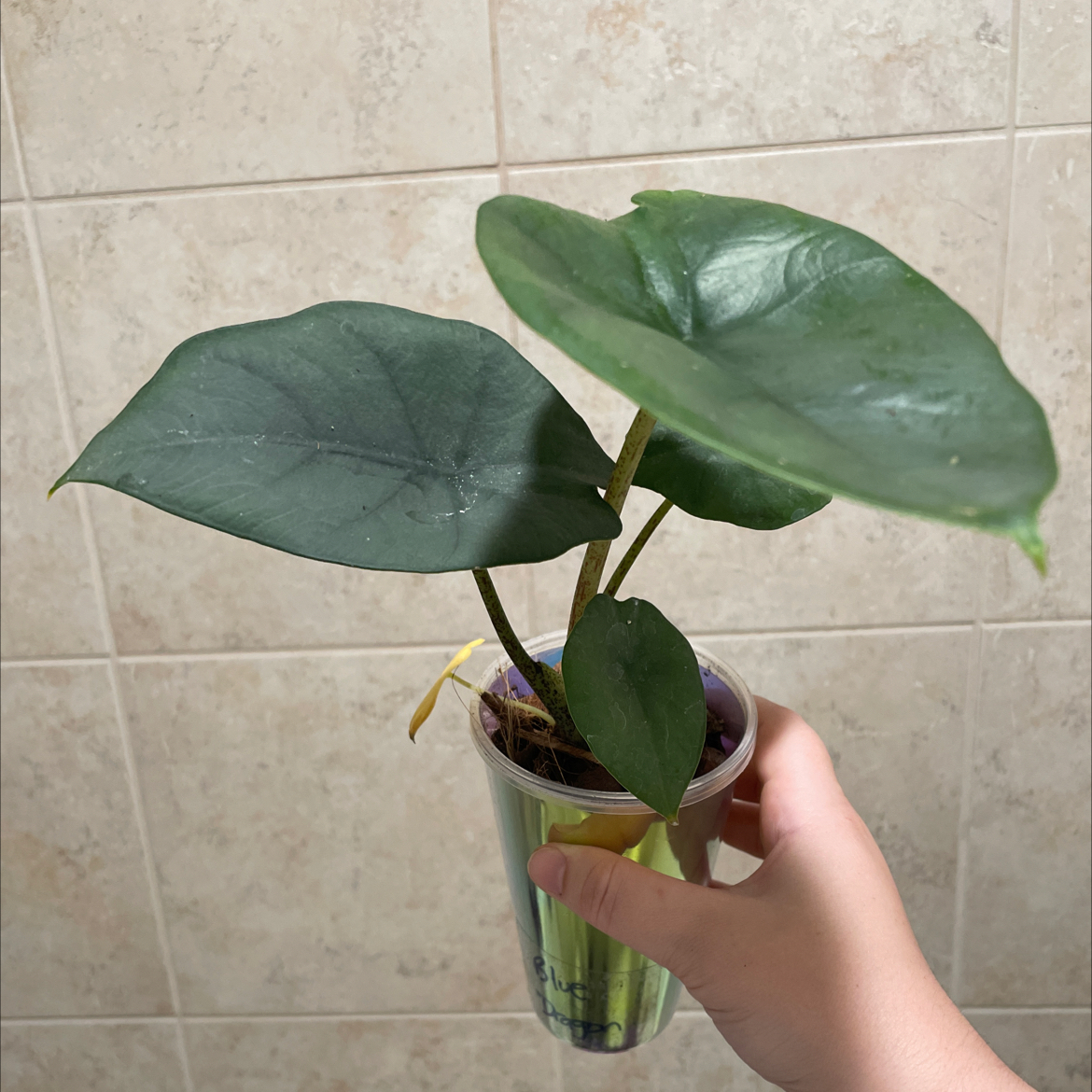 Photo of the plant species Alocasia Blue Dragon by @TooManyPlantys named Alocasia Blue Dragon on Greg, the plant care app