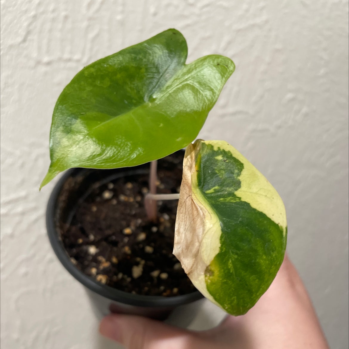 Photo of the plant species Alocasia Pink Dragon Variegated by @TooManyPlantys named Alocasia Pink Dragon Variegated on Greg, the plant care app
