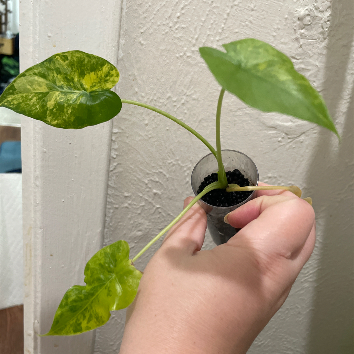 Photo of the plant species Alocasia California by @TooManyPlantys named Alocasia Gageana Aurea on Greg, the plant care app