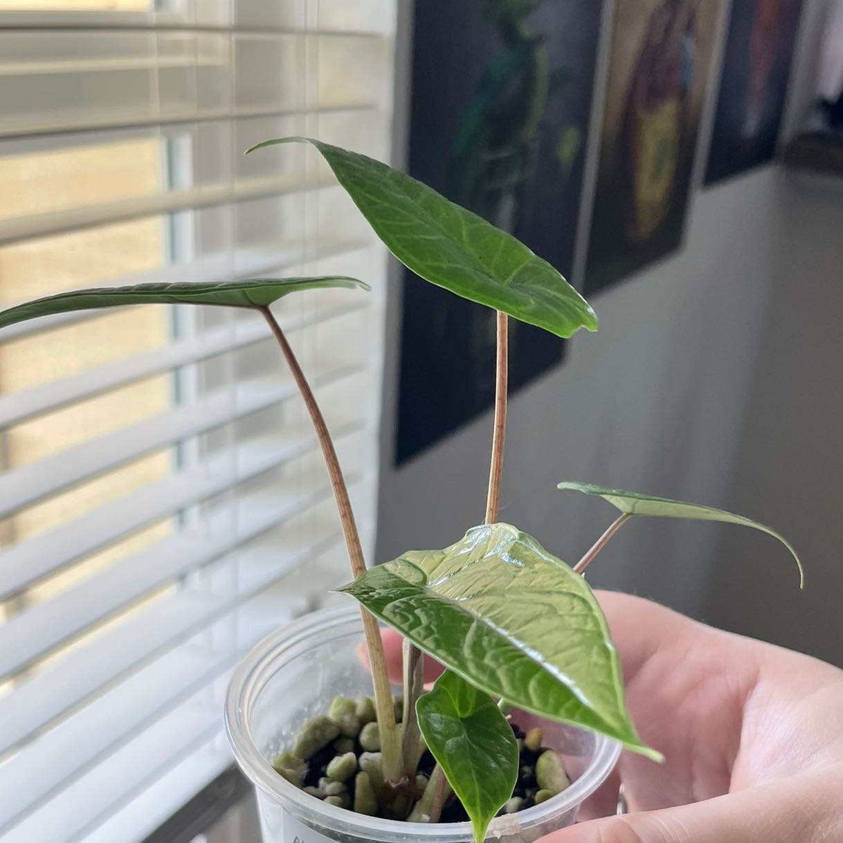 Alocasia Scalprum plant in a clear container with visible soil and pebbles, held by a hand.