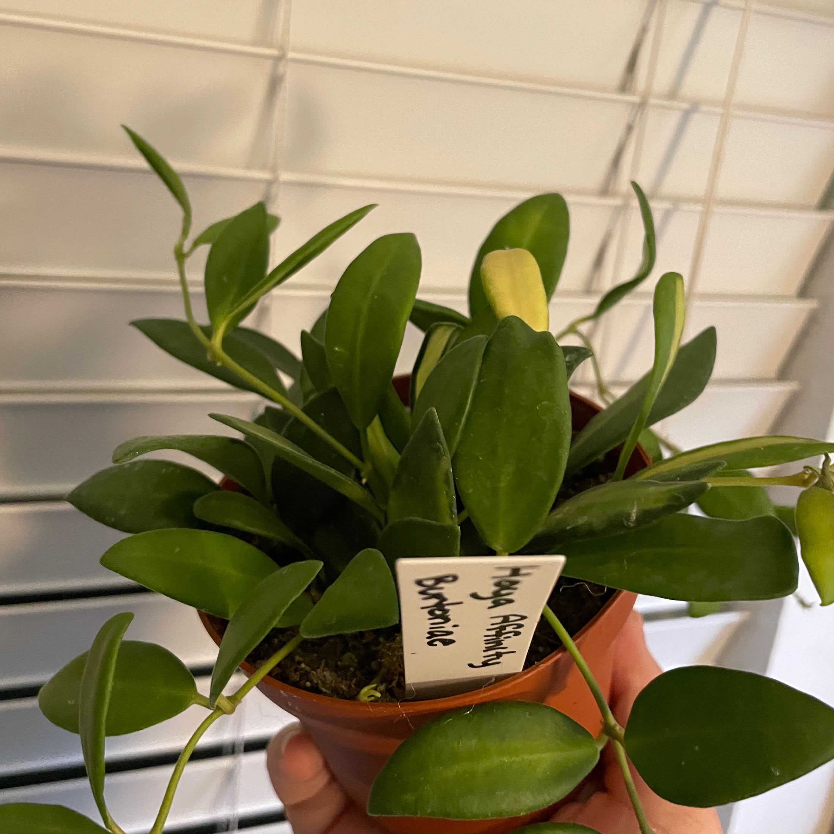Photo of the plant species Hoya sp. aff. burtoniae by @TooManyPlantys named Hoya Sp. Aff. Burtoniae on Greg, the plant care app