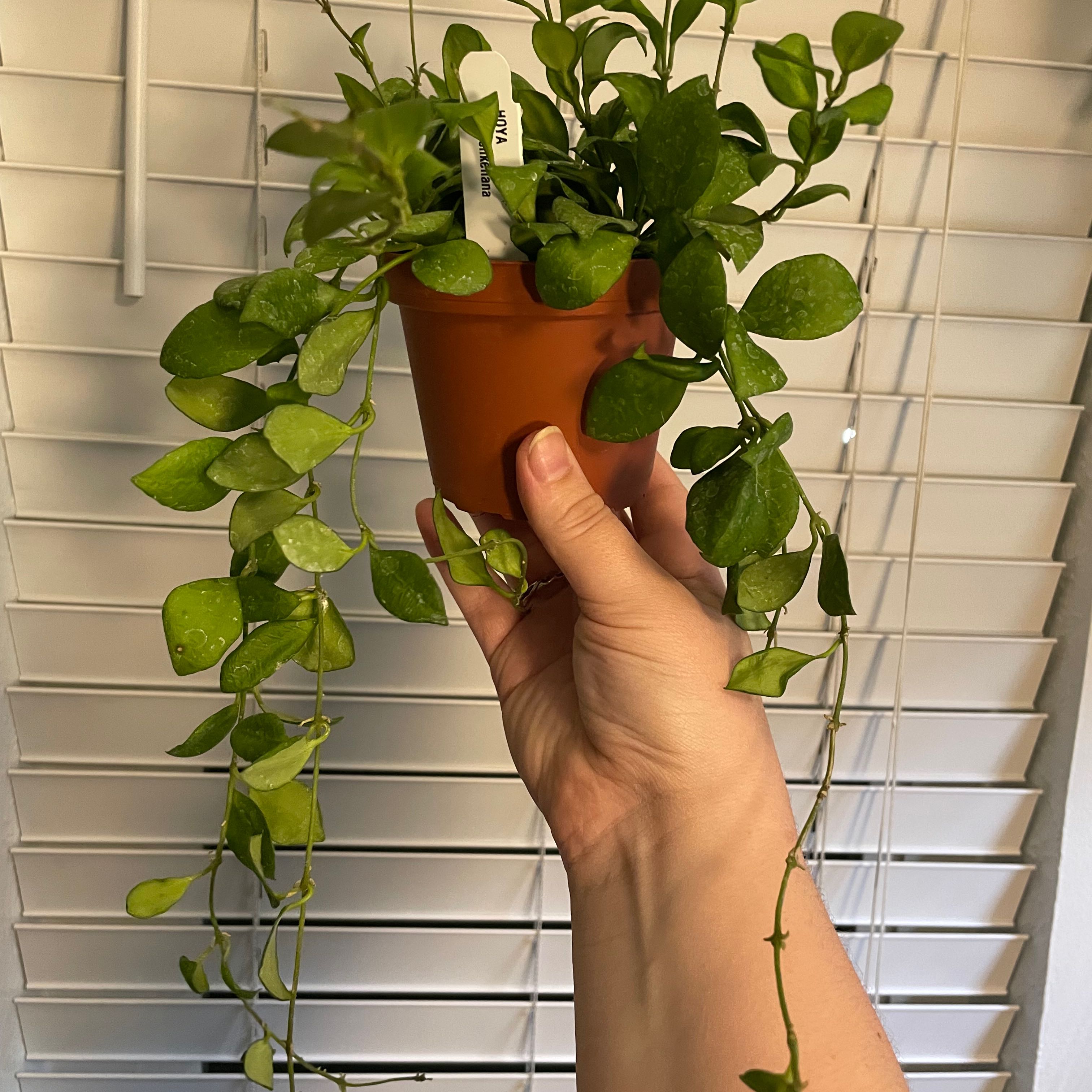Why Are There Black Spots on My Hoya heuschkeliana Leaves?