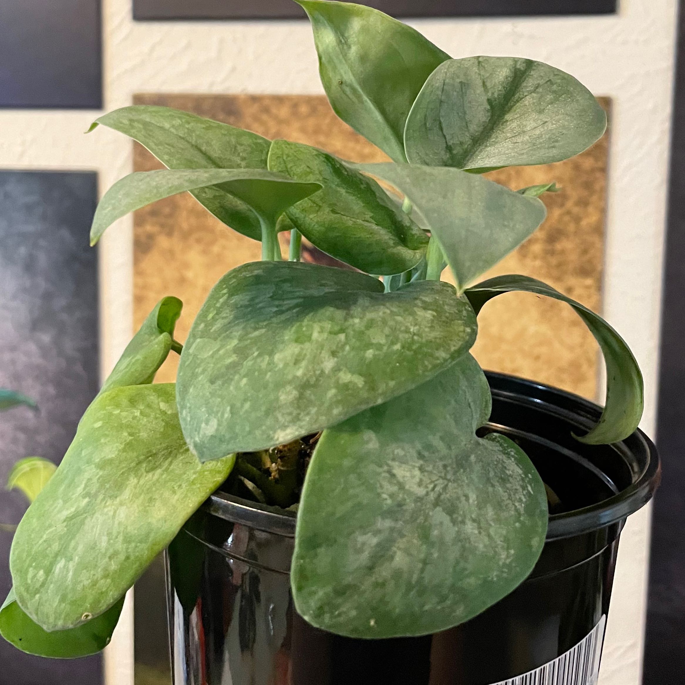 Scindapsus pictus 'Silver Hero' plant in a black pot with healthy leaves.