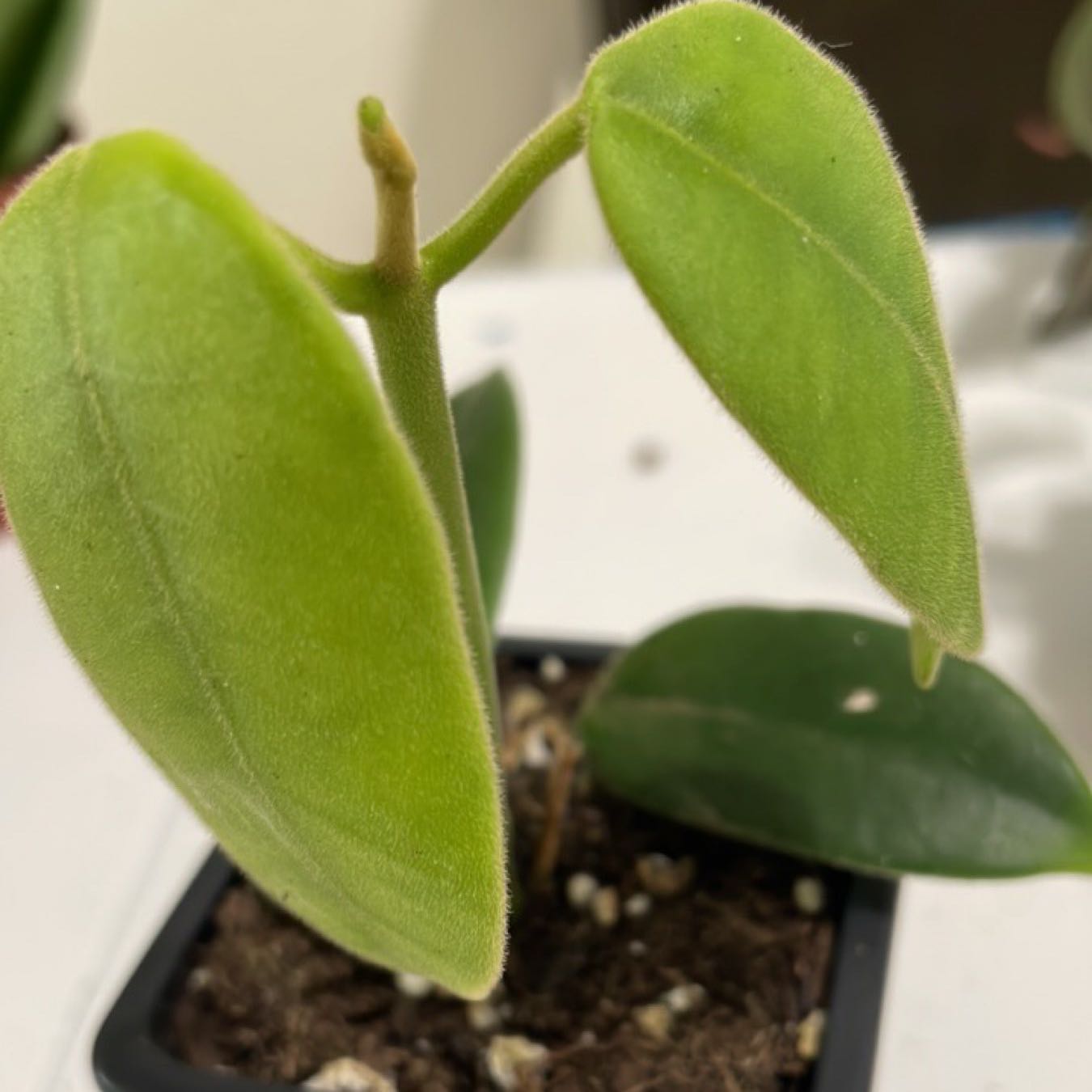 Photo of the plant species Black Hoya by @TooManyPlantys named Hoya Ciliata on Greg, the plant care app