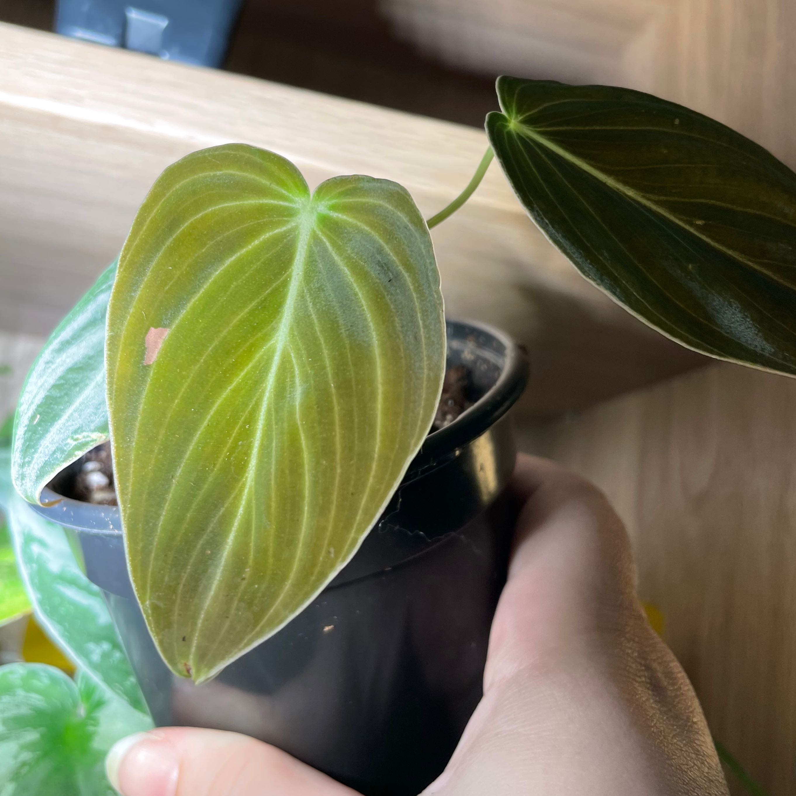 Photo of the plant species Black-gold Philodendron by @TooManyPlantys named Philodendron Melanochrysum Pink Sport on Greg, the plant care app