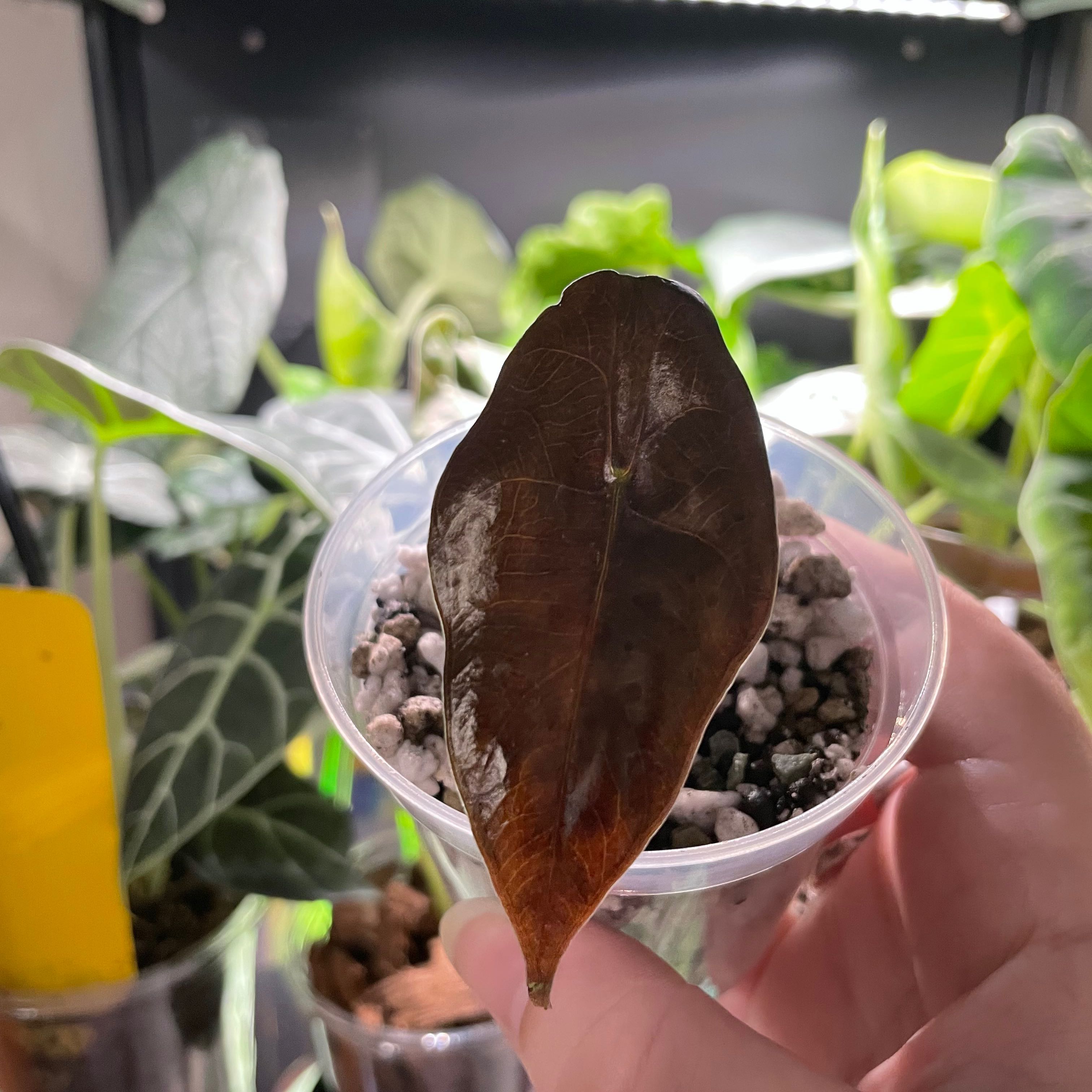 Photo of the plant species Alocasia 'Chantrieri' by @TooManyPlantys named Alocasia Chantrieri on Greg, the plant care app