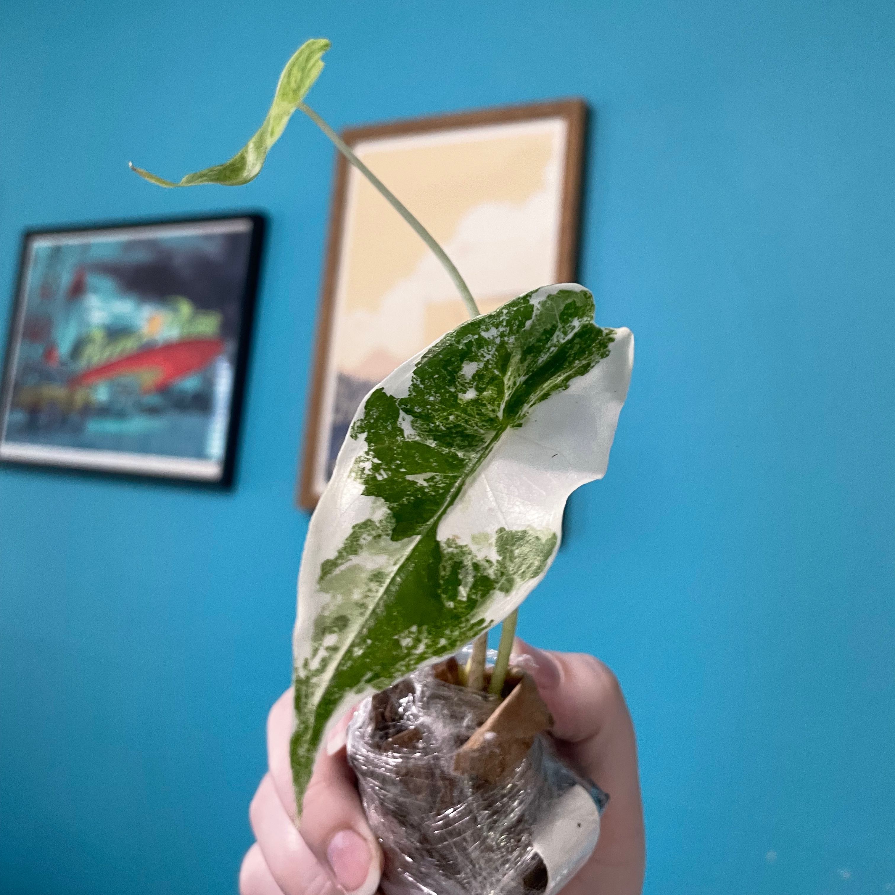 Photo of the plant species Alocasia longiloba variegated by @TooManyPlantys named Alocasia Longiloba Variegated on Greg, the plant care app