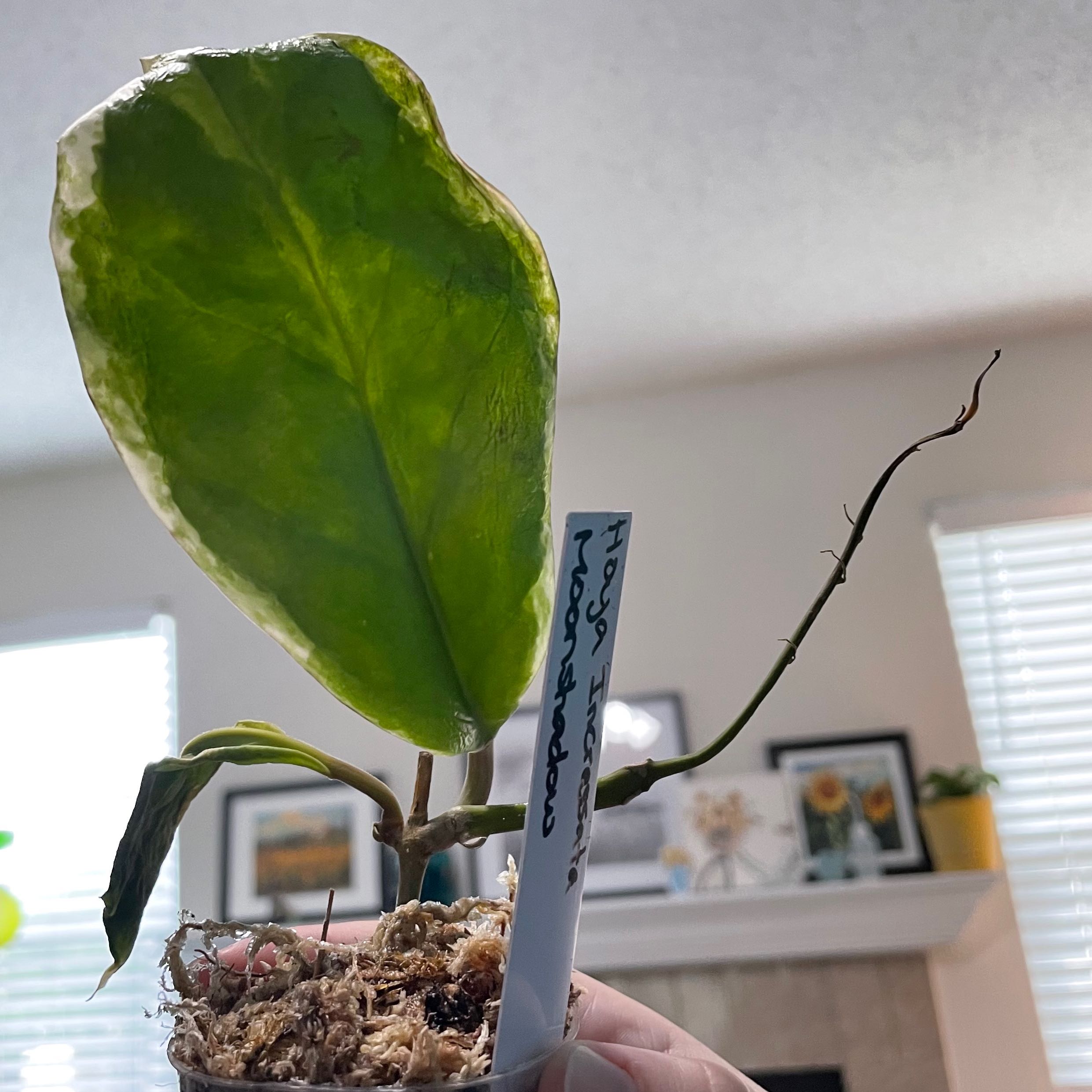 Photo of the plant species Hoya Moonshadow by @TooManyPlantys named Hoya Incrassata Moonshadow on Greg, the plant care app