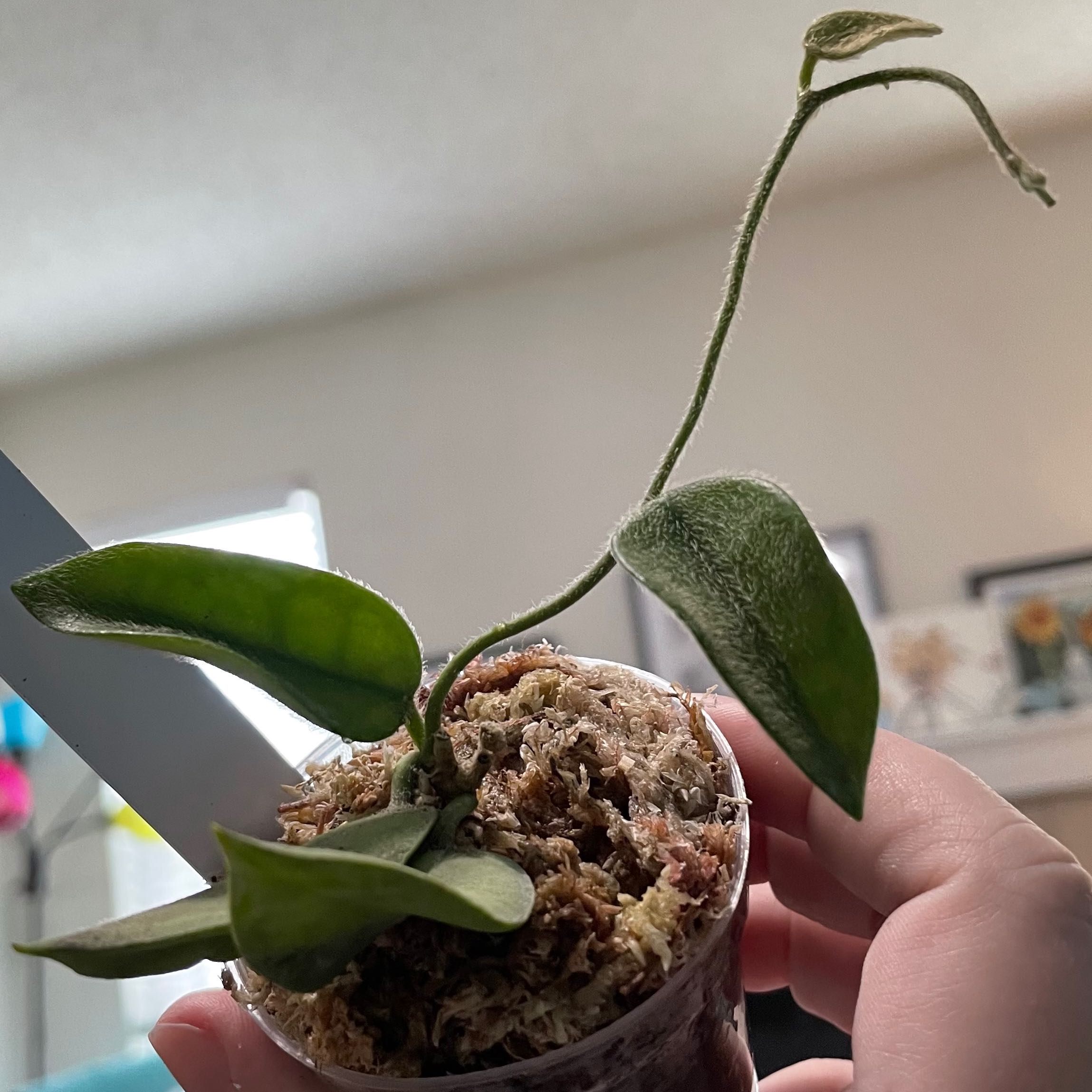 Photo of the plant species Hoya thomsonii by @TooManyPlantys named Hoya Thomsonii (Pink) on Greg, the plant care app