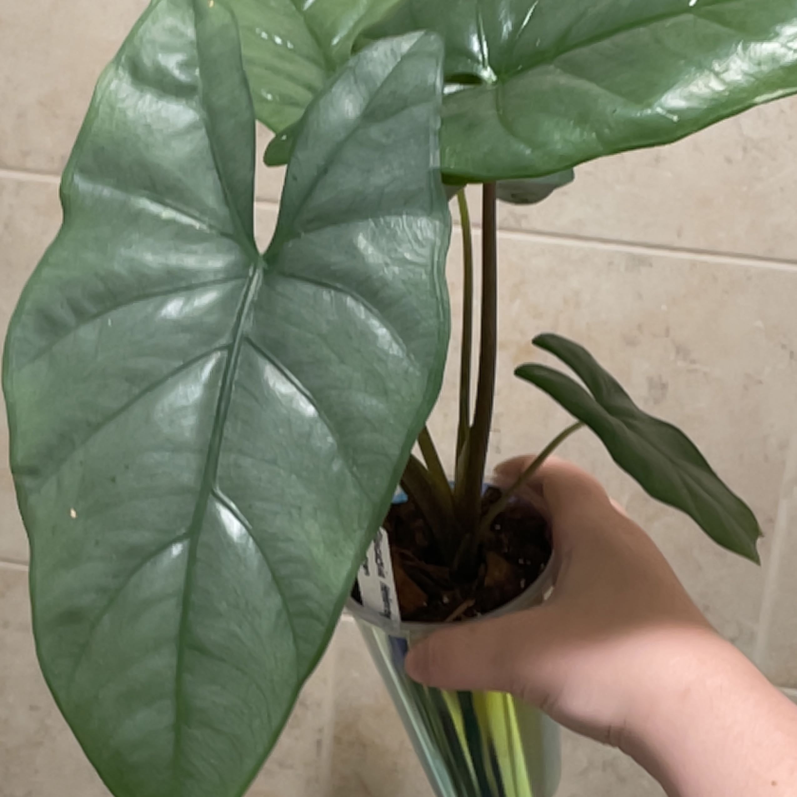 Photo of the plant species Alocasia Corazon by @TooManyPlantys named Alocasia Corazon on Greg, the plant care app