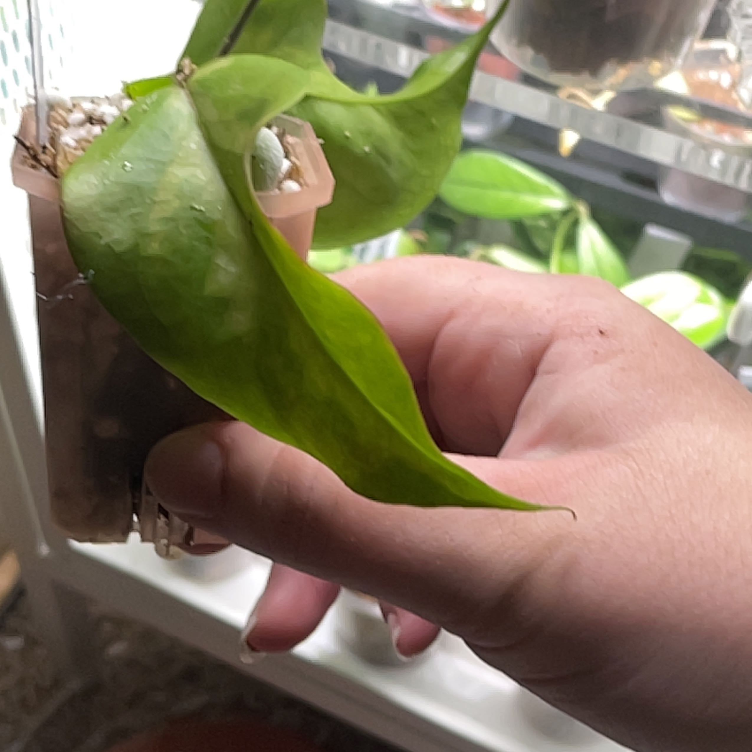 Photo of the plant species Hoya kenejiana variegata by @TooManyPlantys named Hoya Kenejiana Inner Var on Greg, the plant care app