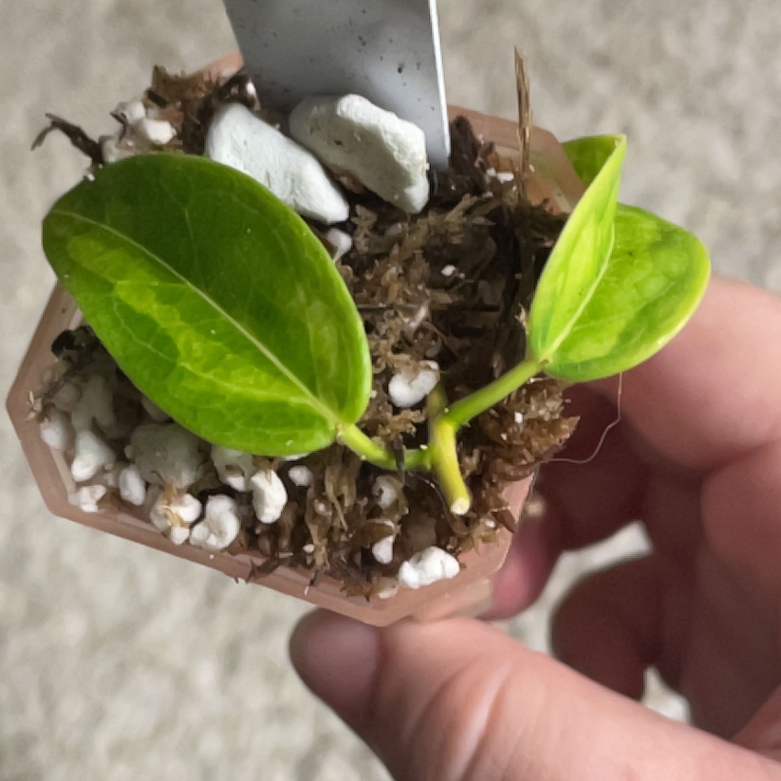 Photo of the plant species Hoya densifolia by @TooManyPlantys named Hoya Densii Frida on Greg, the plant care app