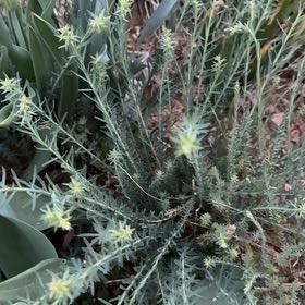 Photo of the plant species Lavandula Pedunculata by @CoolRosecactus named Lavender on Greg, the plant care app