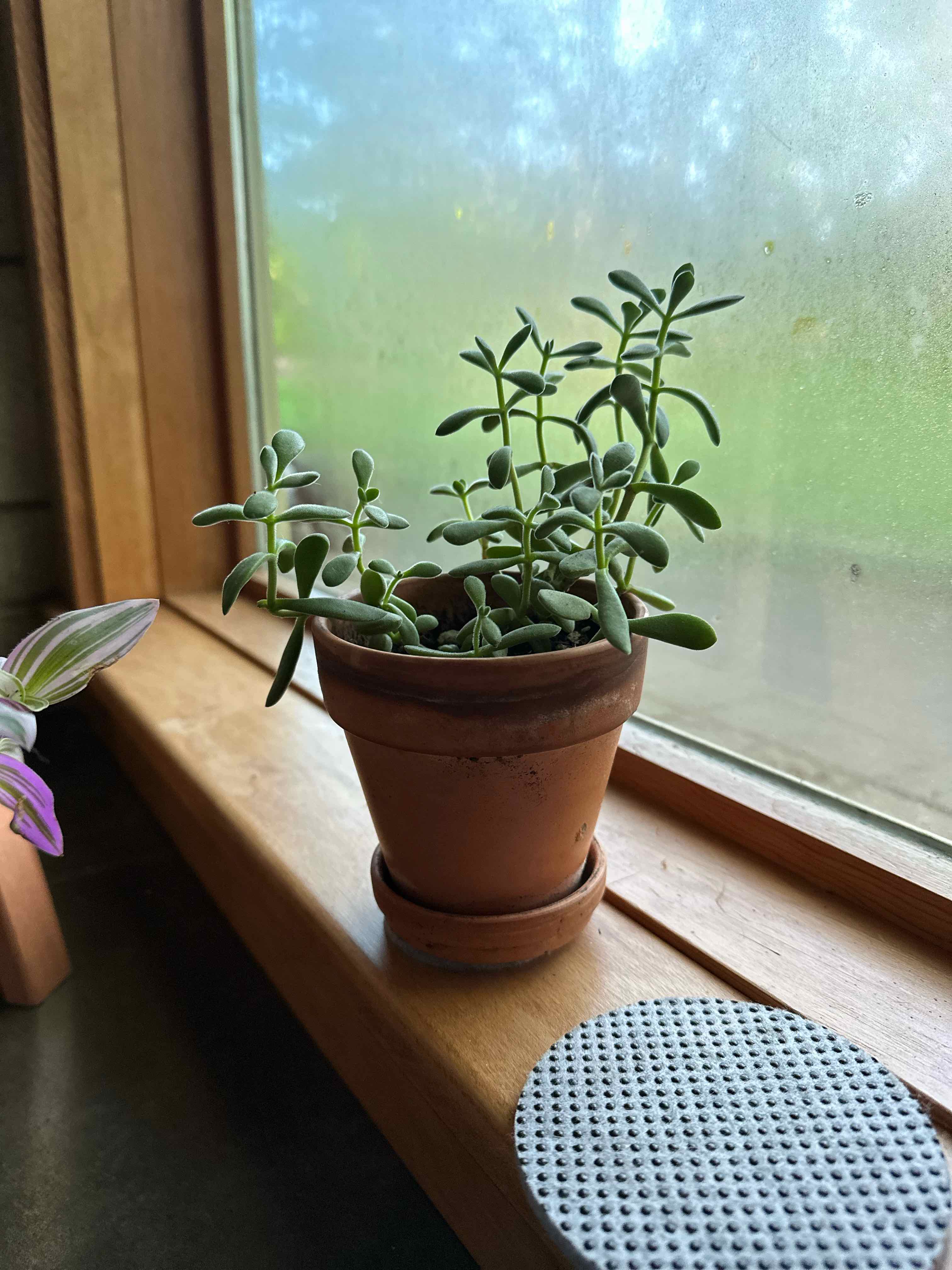 Potted Crassula rogersii plant on a windowsill, healthy and well-framed.
