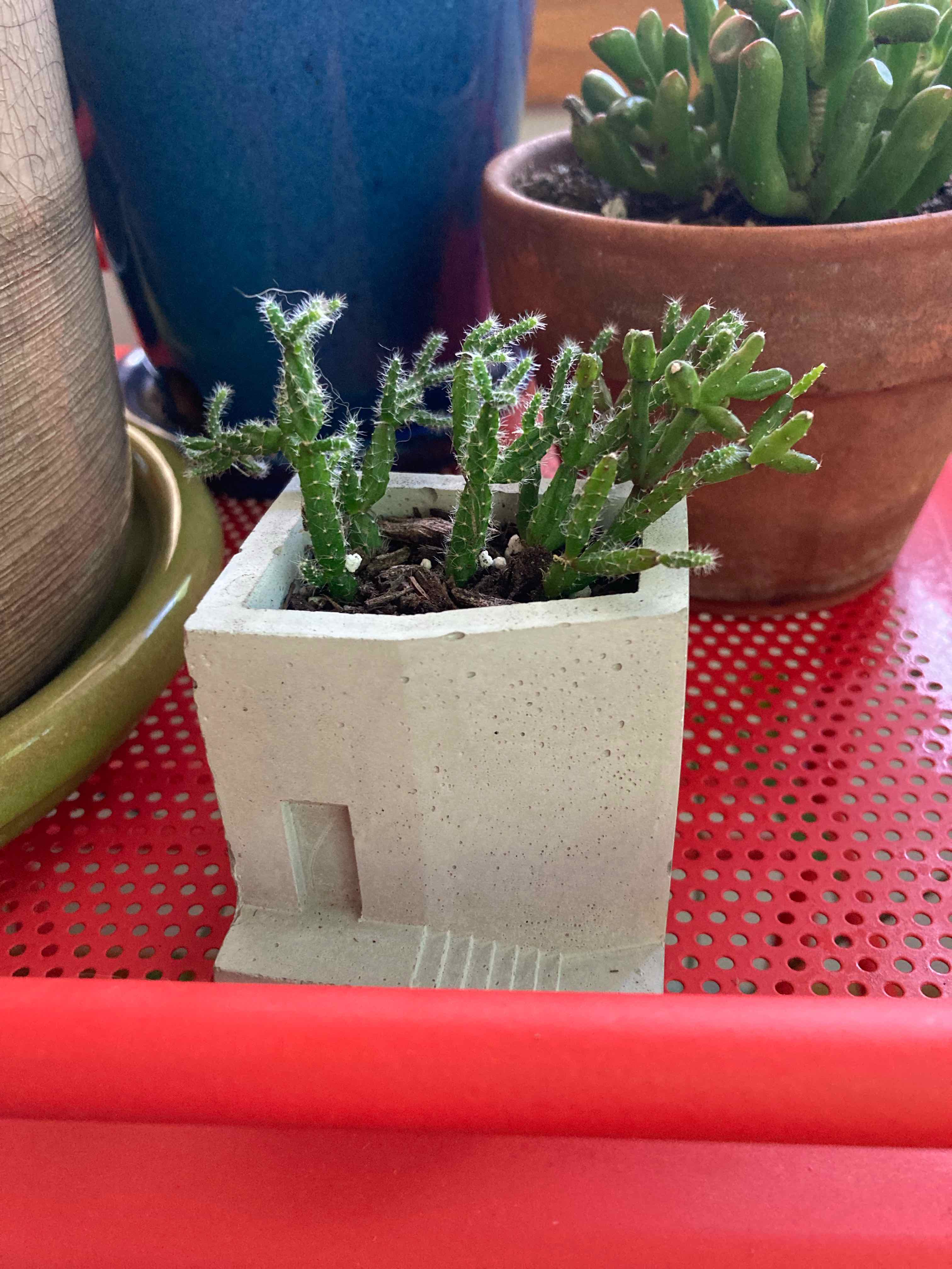 Hairy Stemmed Rhipsalis plant in a small pot, healthy with visible soil.