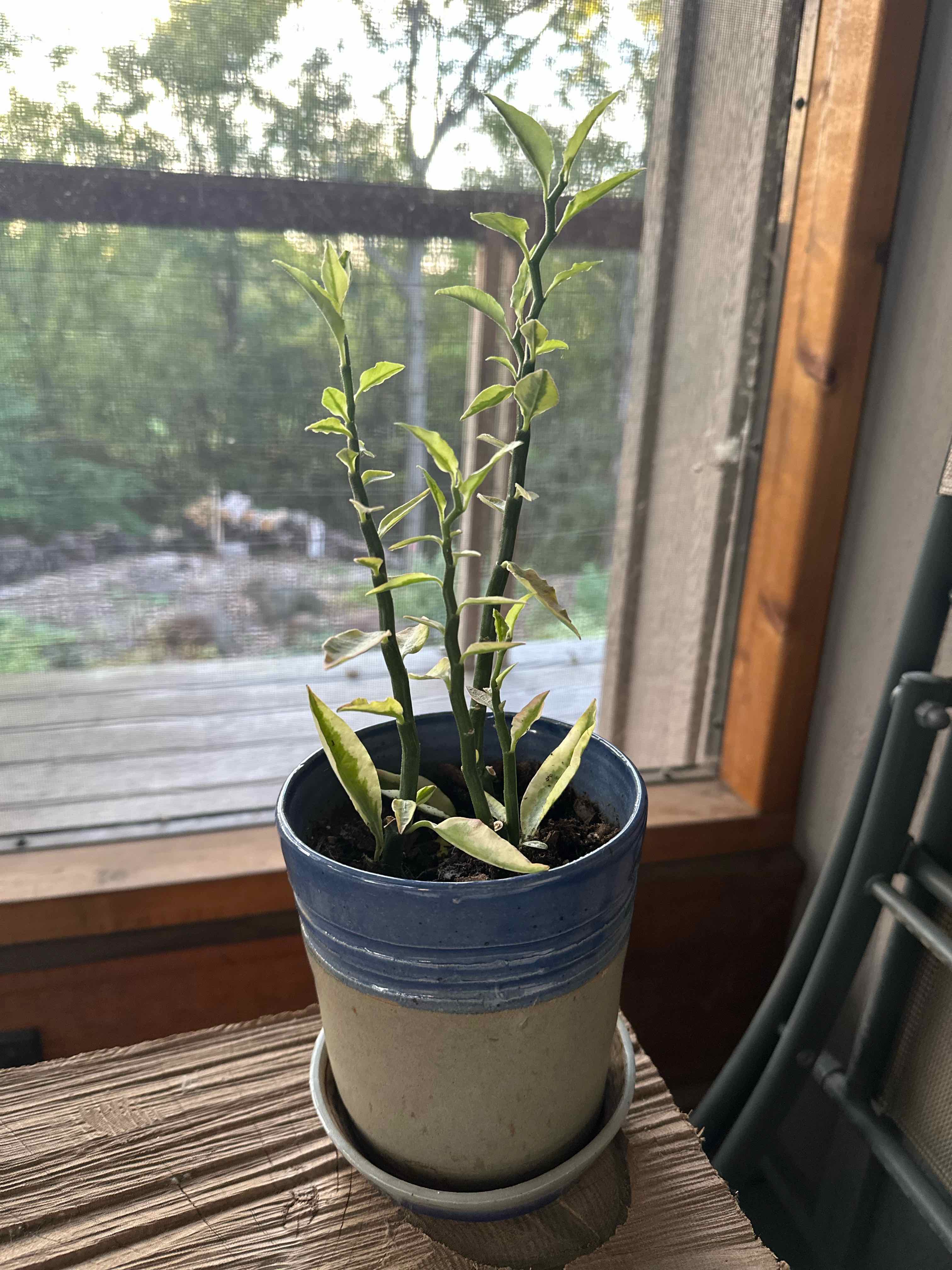 Photo of the plant species Pedilanthus tithymaloides 'Variegata' by @EmGrowsPlants named Hades on Greg, the plant care app