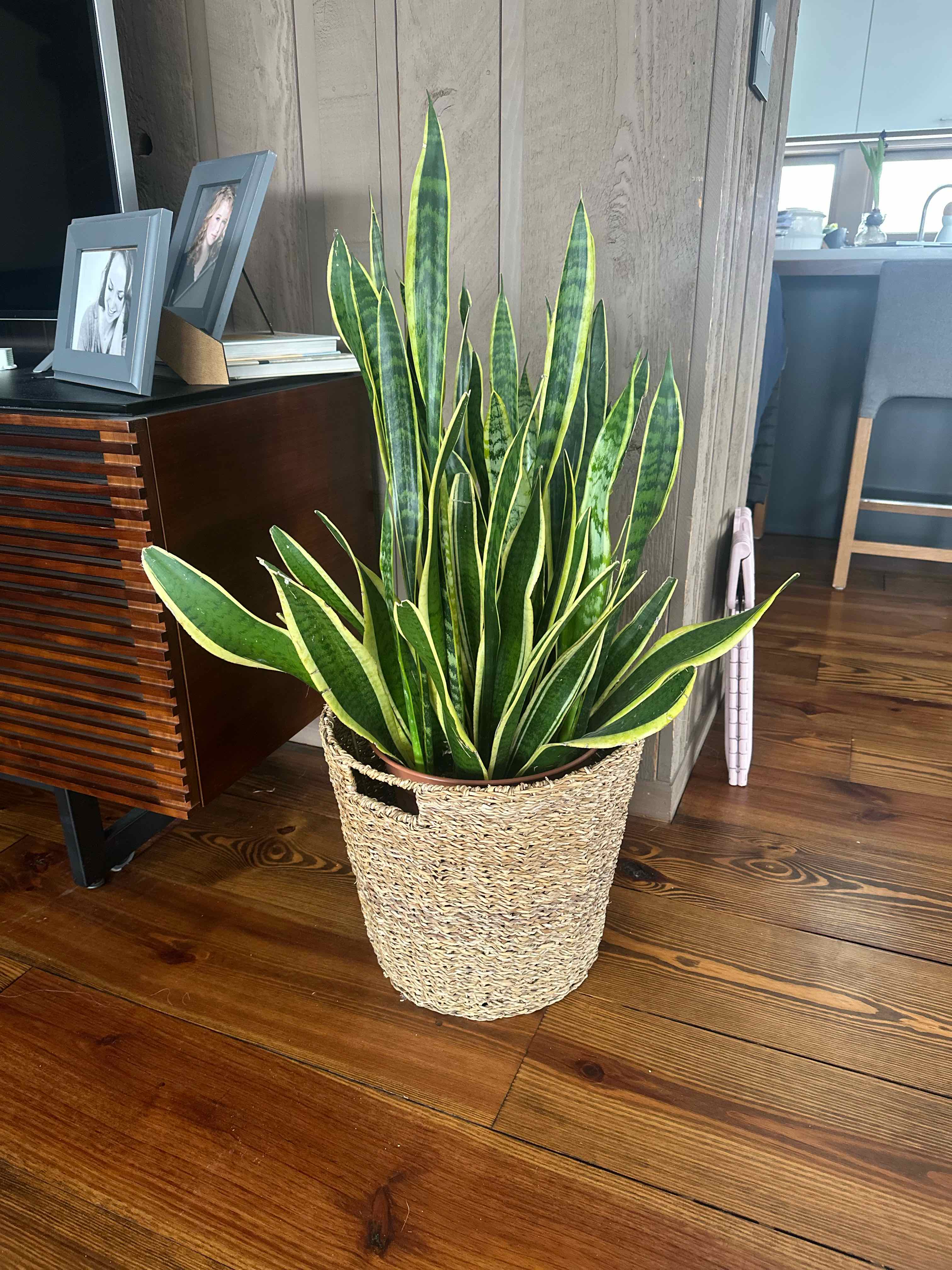 Photo of the plant species Sansevieria 'Lauren' by @EmGrowsPlants named Lara on Greg, the plant care app
