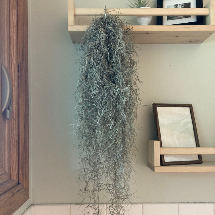 Hanging Spanish Moss plant displayed indoors on a wooden shelf.