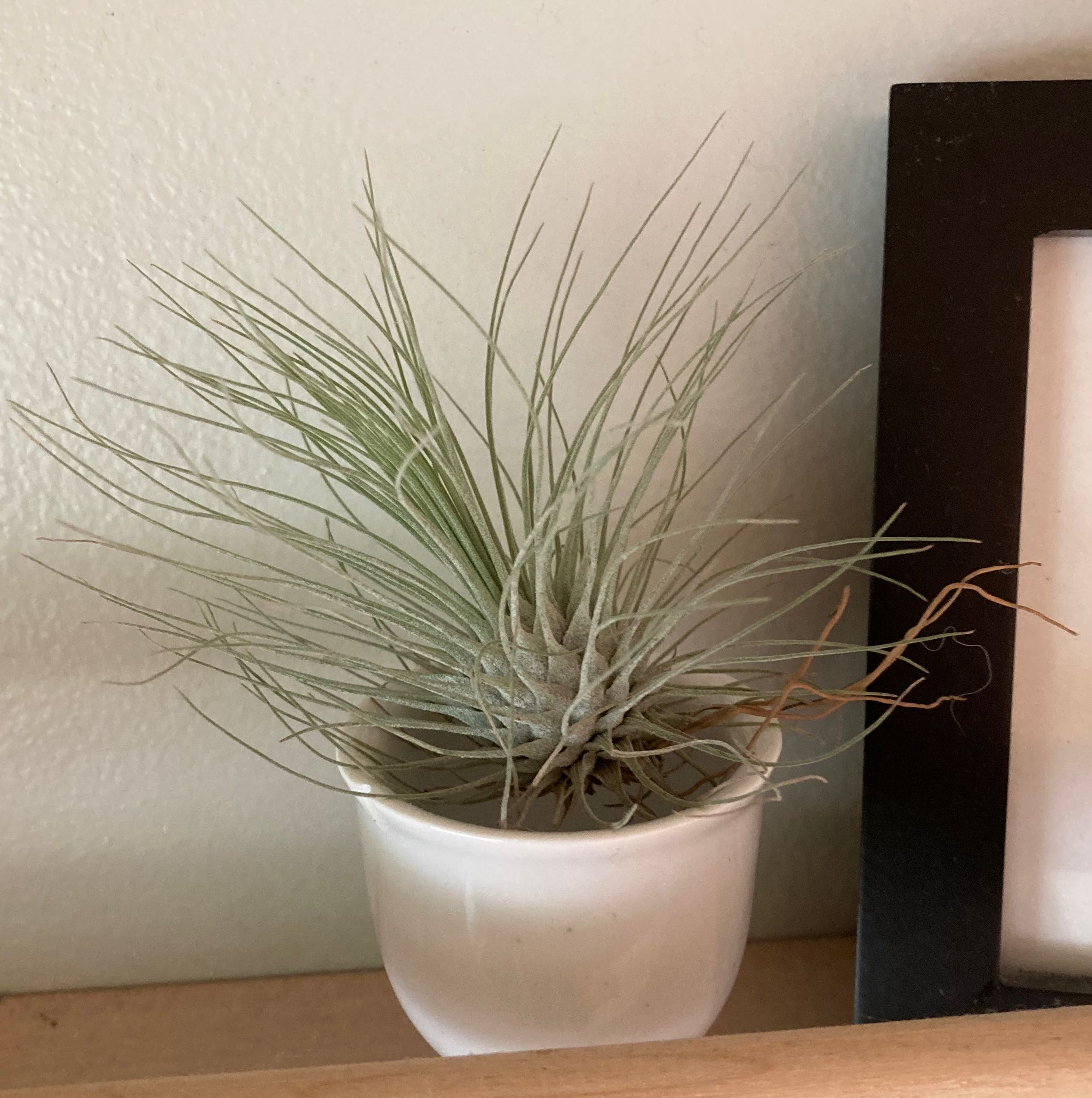 Why Are There Brown Spots on My Tillandsia andreana Leaves?