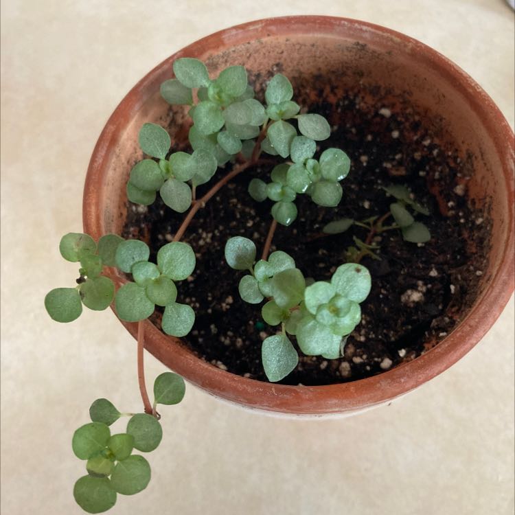 Pilea 'Silver Sparkle' plant in a terracotta pot with visible soil.