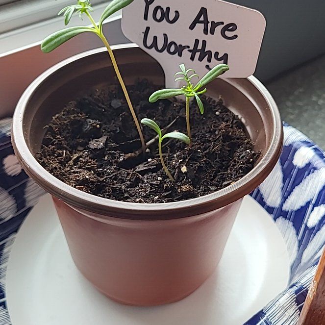 Photo of the plant species Cosmos by @PlentifulTipa named Madonna on Greg, the plant care app
