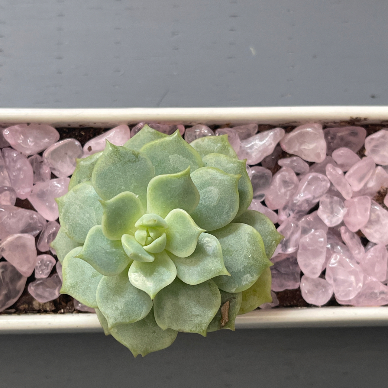Healthy Miniature Echeveria plant in a rectangular pot with pink stones.