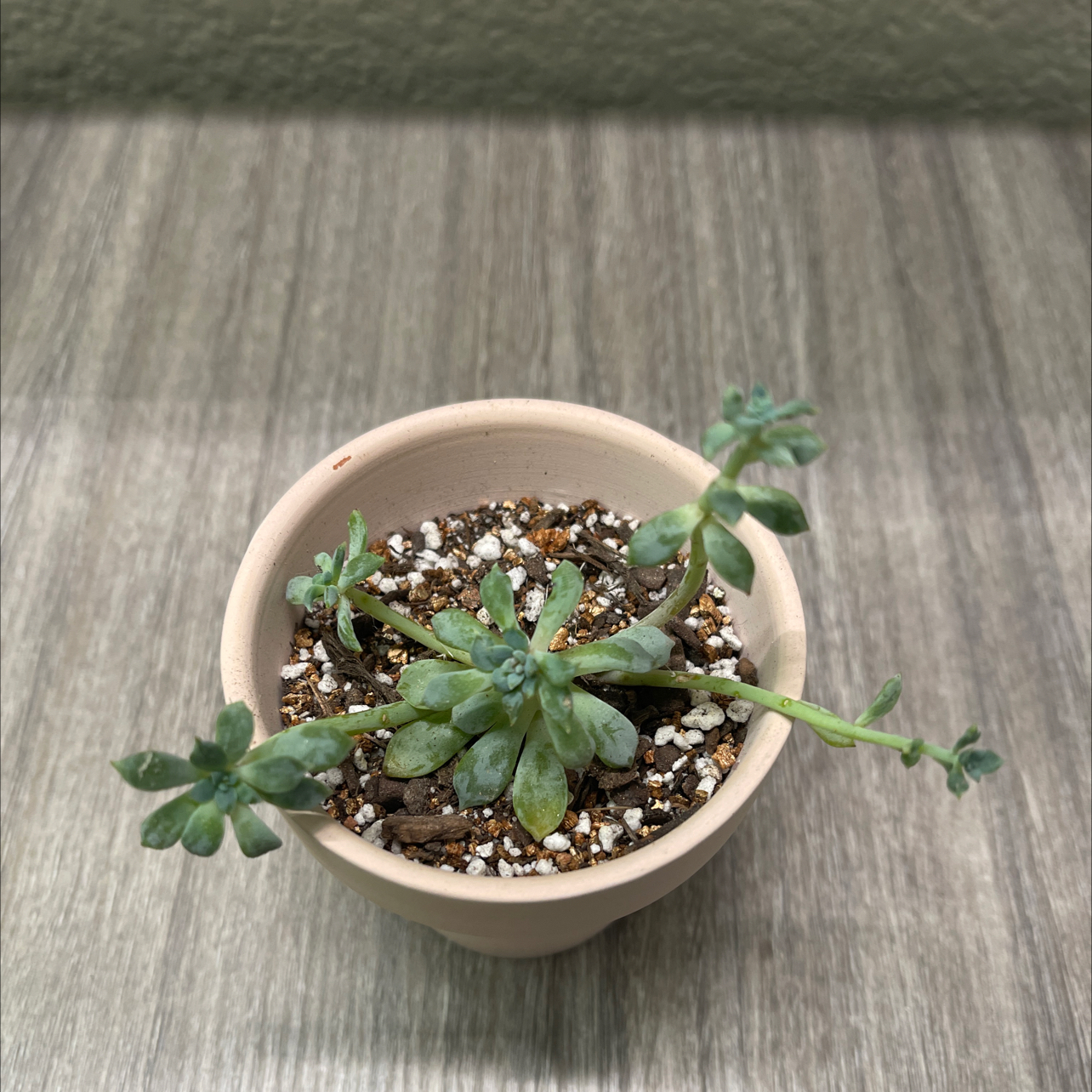 Photo of the plant species Echeveria Chrissy n Ryan by @ProBeachsuncup named Kobe on Greg, the plant care app