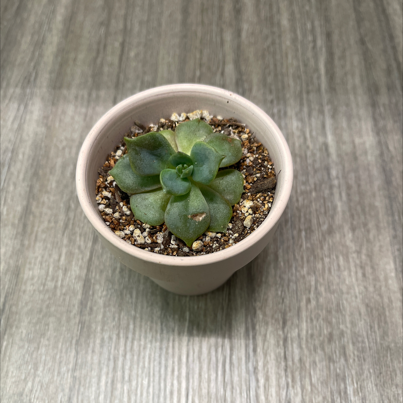 Photo of the plant species Echeveria 'Cassiana' by @ProBeachsuncup named Tupot amaroot on Greg, the plant care app