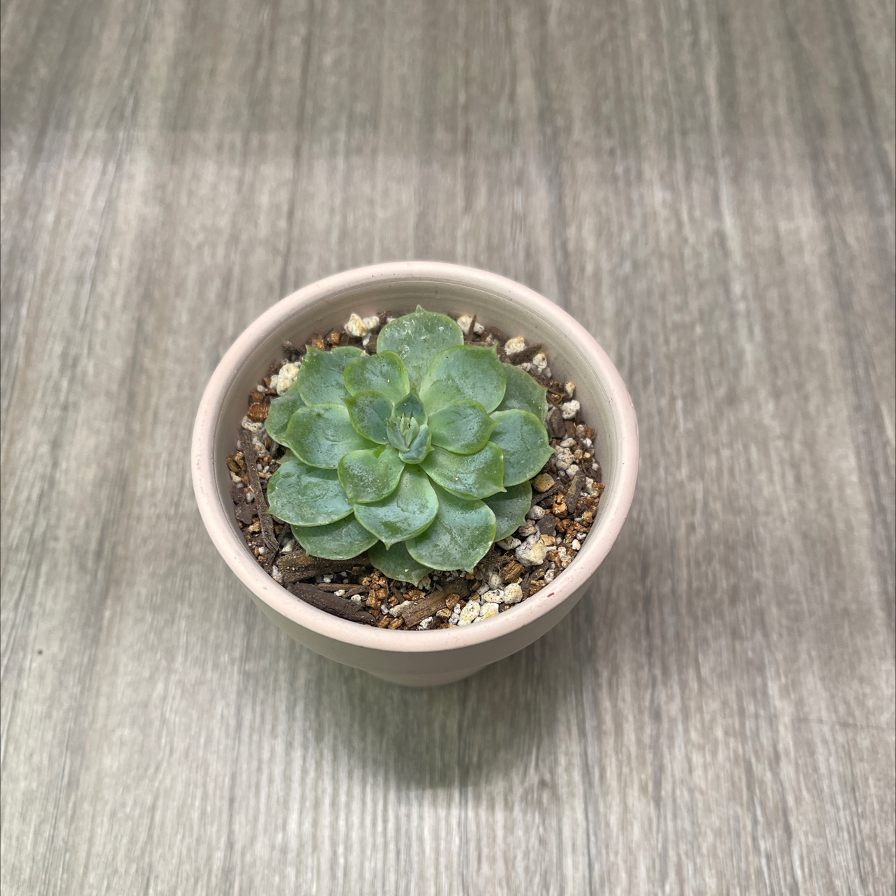 Photo of the plant species Onslow Echeveria by @ProBeachsuncup named Baesil on Greg, the plant care app