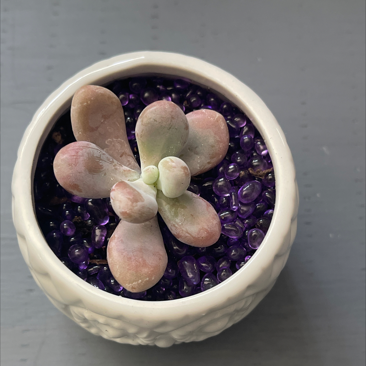 Lavender Pebbles succulent in a white pot with purple pebbles.