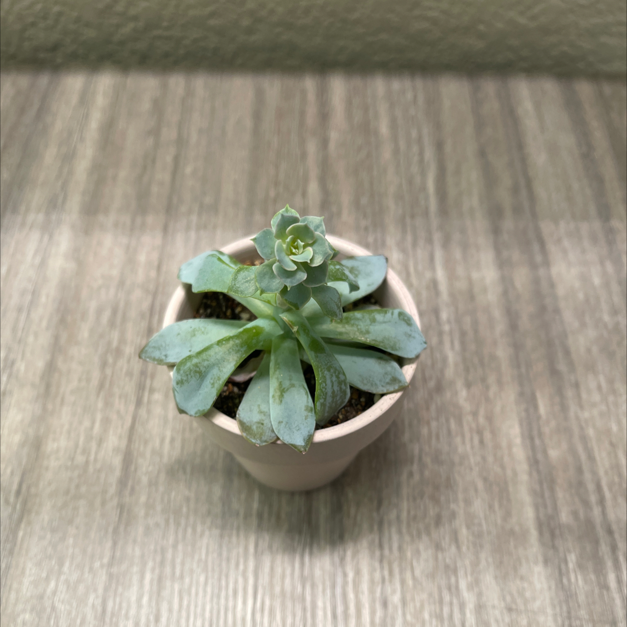 Photo of the plant species De Smelt Echeveria by @ProBeachsuncup named Messi on Greg, the plant care app
