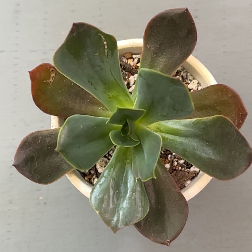 Photo of the plant species Echeveria 'Linda Jean' by @ProBeachsuncup named Sanders on Greg, the plant care app