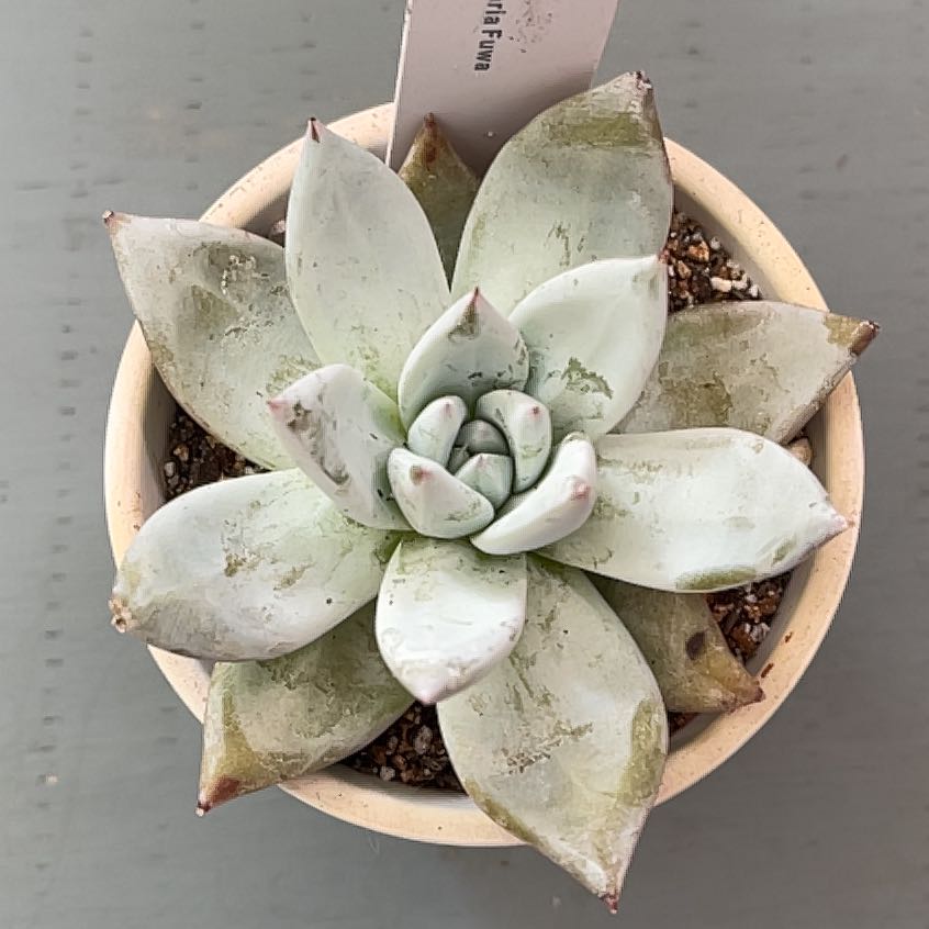 Photo of the plant species Echeveria Fuwa by @ProBeachsuncup named Sonora on Greg, the plant care app