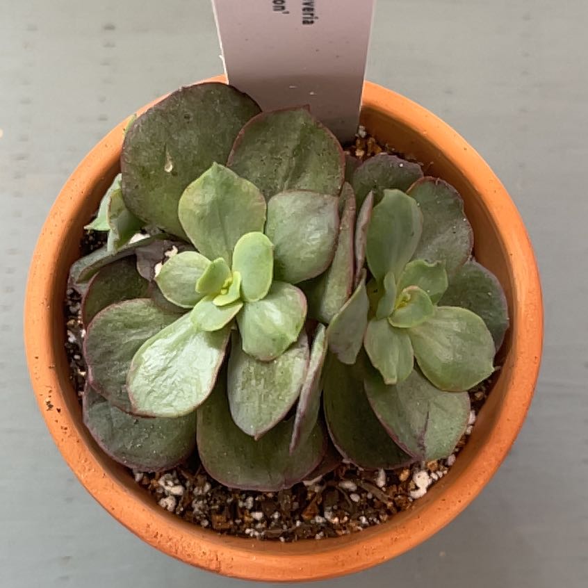 Photo of the plant species Echeveria 'Suyon' by @ProBeachsuncup named Curie on Greg, the plant care app