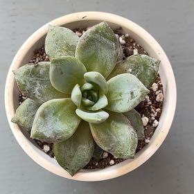 Photo of the plant species Echeveria GermanChampagne by @ProBeachsuncup named McKinley on Greg, the plant care app