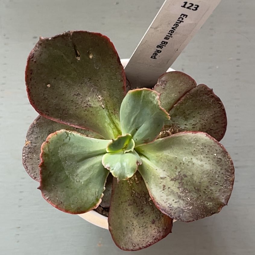 Photo of the plant species Echeveria 'Big Red' by @ProBeachsuncup named Elina on Greg, the plant care app