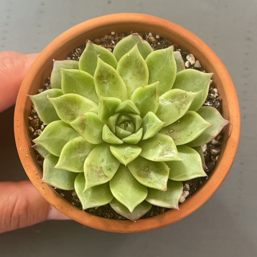 Photo of the plant species Echeveria Conch by @ProBeachsuncup named Lola on Greg, the plant care app