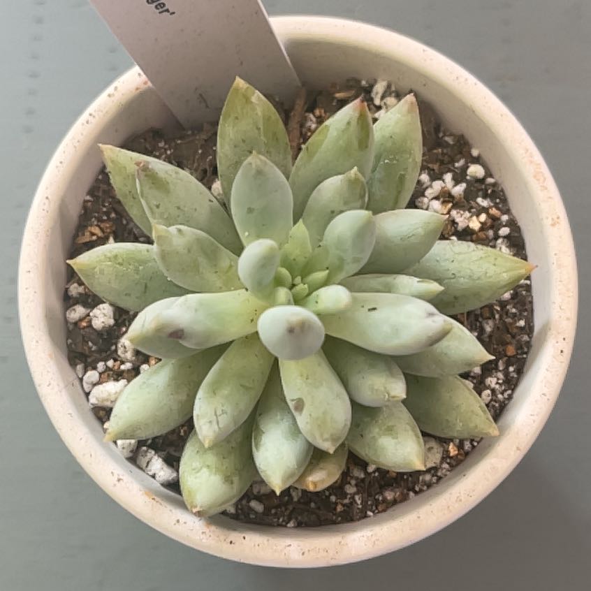 Photo of the plant species xPachyveria 'Angel Fingers' by @ProBeachsuncup named Apollo on Greg, the plant care app