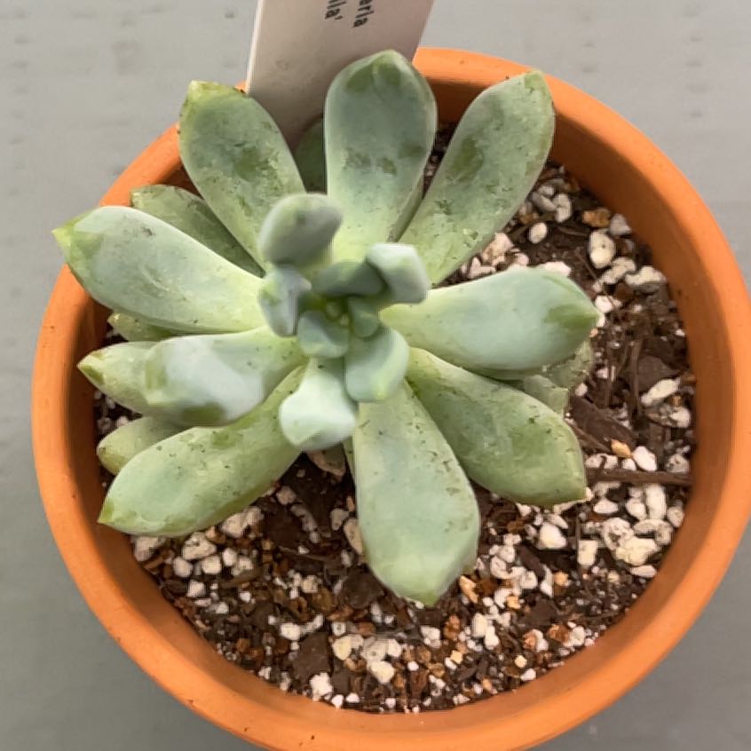 Photo of the plant species Jeweled Crown by @ProBeachsuncup named Fernie Saunders on Greg, the plant care app