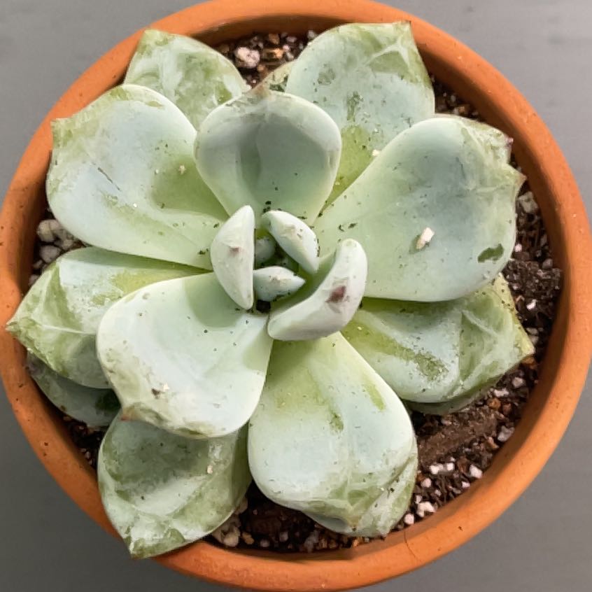 Photo of the plant species Snow angel Sugar Heart by @ProBeachsuncup named Lebron on Greg, the plant care app
