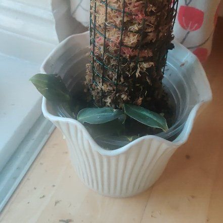 Photo of the plant species Black-gold Philodendron by @PerkyColtsfoot named LiloStitch on Greg, the plant care app