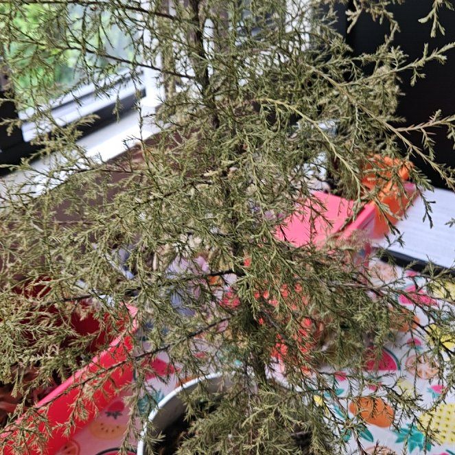 Photo of the plant species Mexican Burningbush by @GoldGuanacaste named Leaf Erickson on Greg, the plant care app